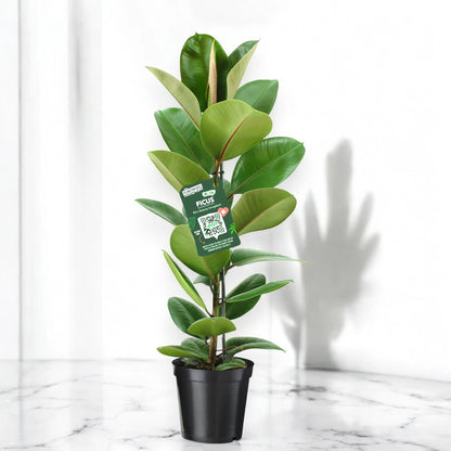 Ficus elastica 'Robusta'