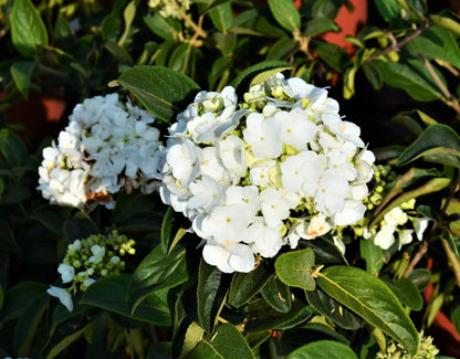 Viburnum macrocephalum arbusto fiorito in giardino con caratteristiche infiorescenze a palla bianche