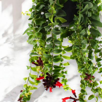 Aeschynanthus 'Rasta'