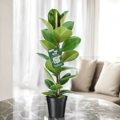 Ficus elastica 'Robusta'