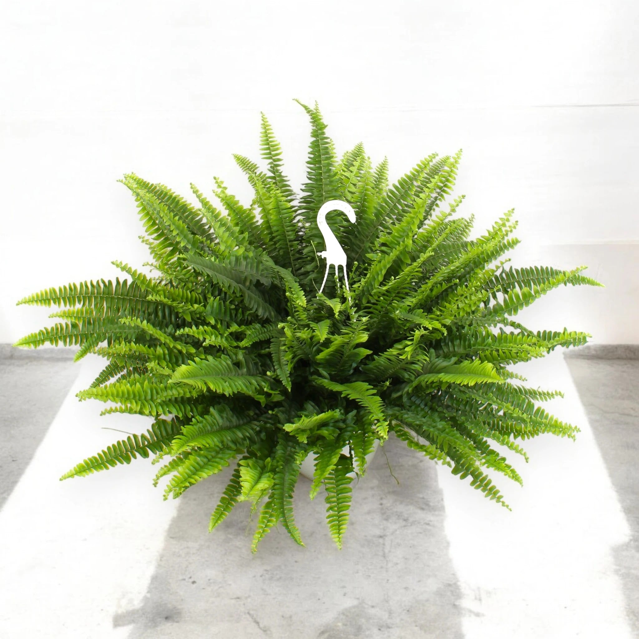 Nephrolepis exaltata 'Sonata'
