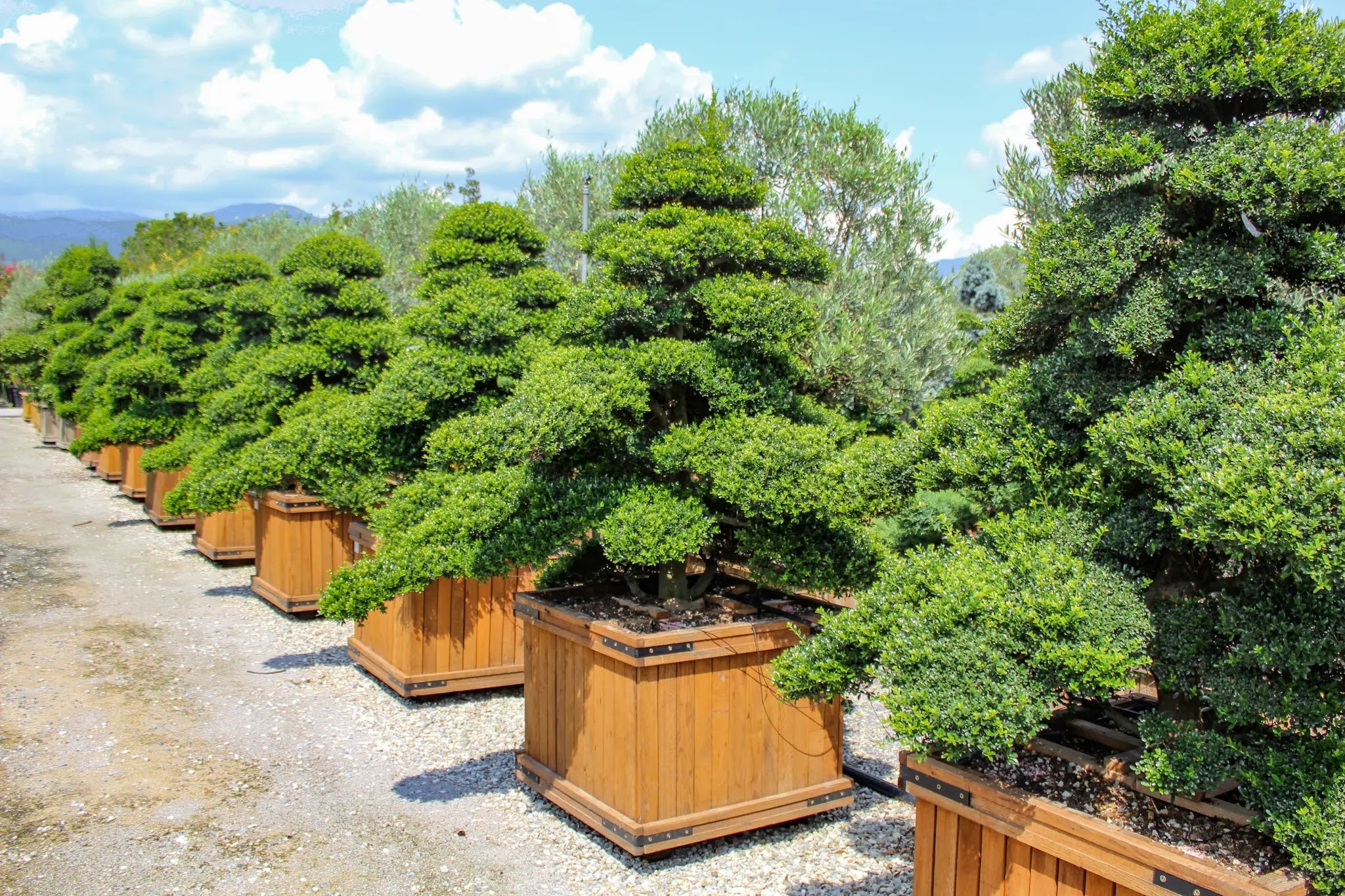 Dettaglio foglie piccolissime ovali verde scuro lucenti di Ilex crenata Kinme agrifoglio giapponese