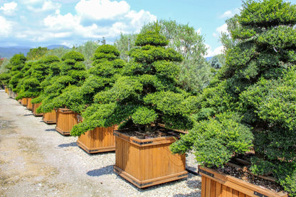 Dettaglio foglie piccolissime ovali verde scuro lucenti di Ilex crenata Kinme agrifoglio giapponese