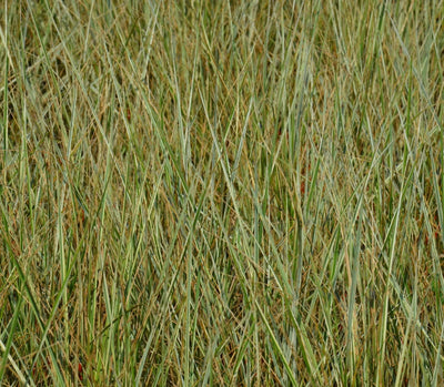 Calamagrostis acutiflora Overdam con fogliame variegato bianco-verde e spighe dorate in giardino naturalistico