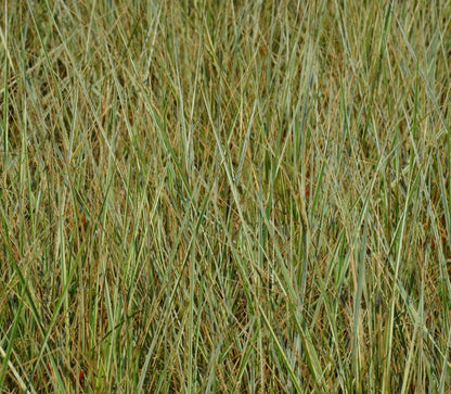 Calamagrostis acutiflora Overdam con fogliame variegato bianco-verde e spighe dorate in giardino naturalistico