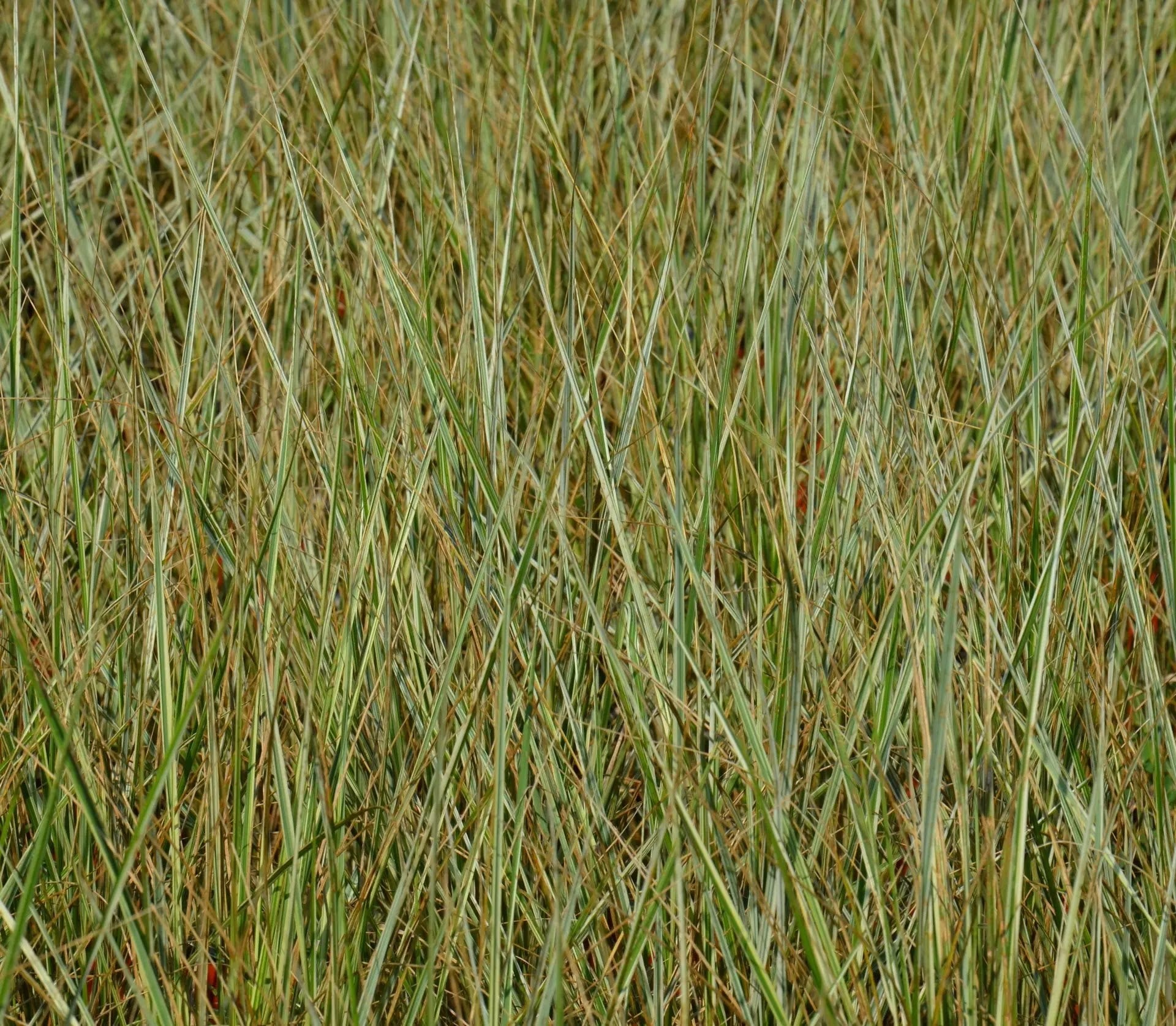 Calamagrostis acutiflora Overdam con fogliame variegato bianco-verde e spighe dorate in giardino naturalistico