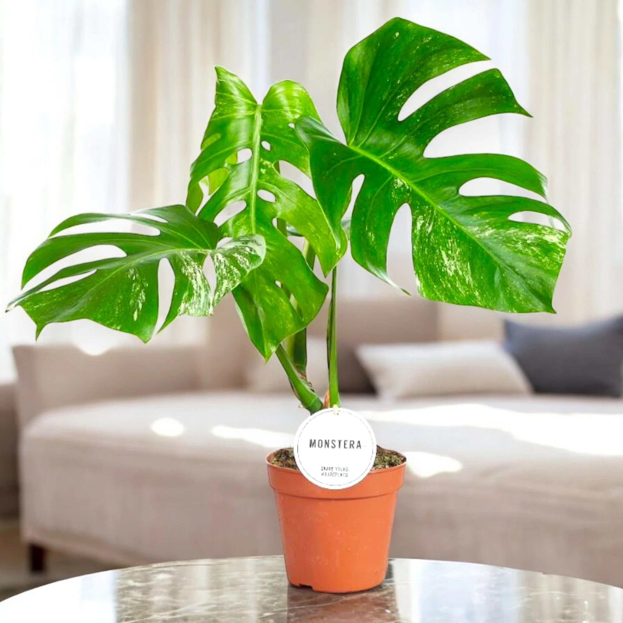 Monstera deliciosa variegata