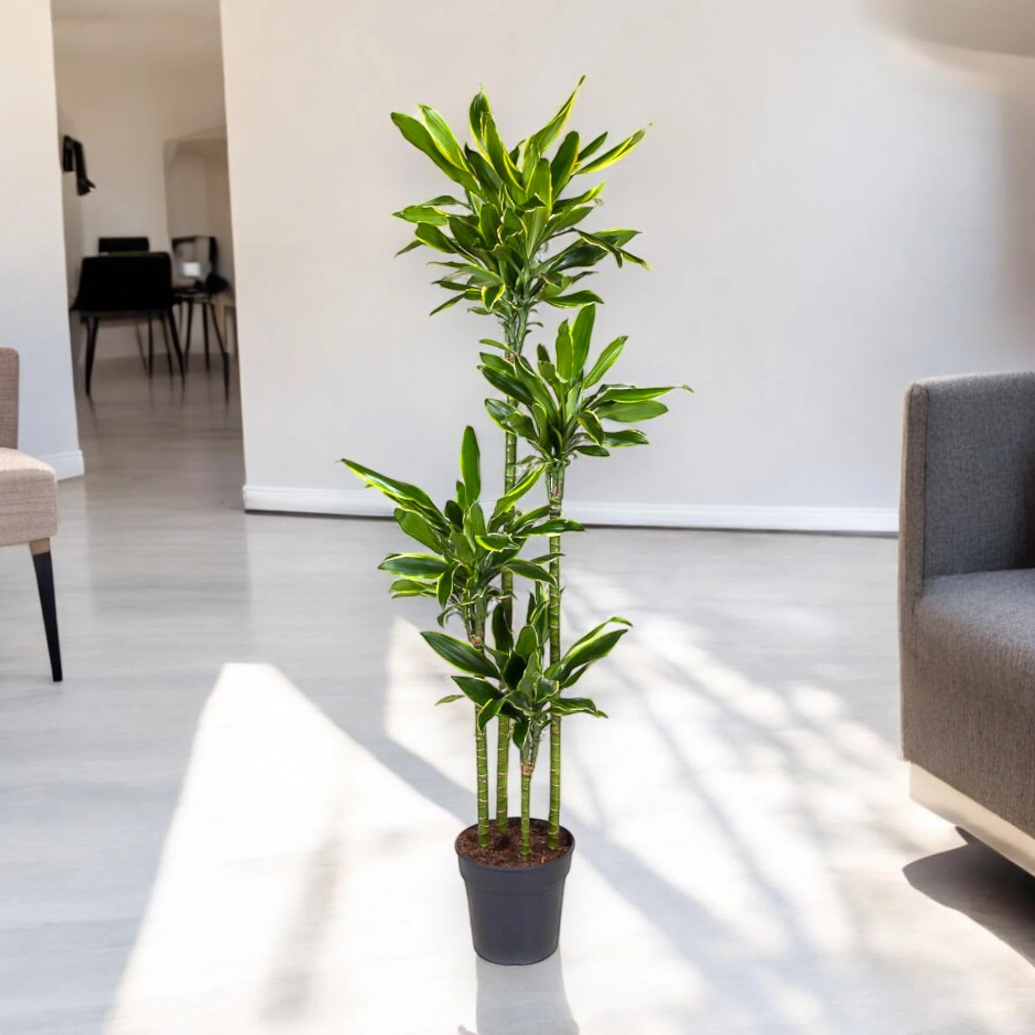 Dracaena fragrans 'Golden coast'
