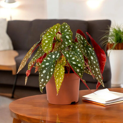 Begonia maculata