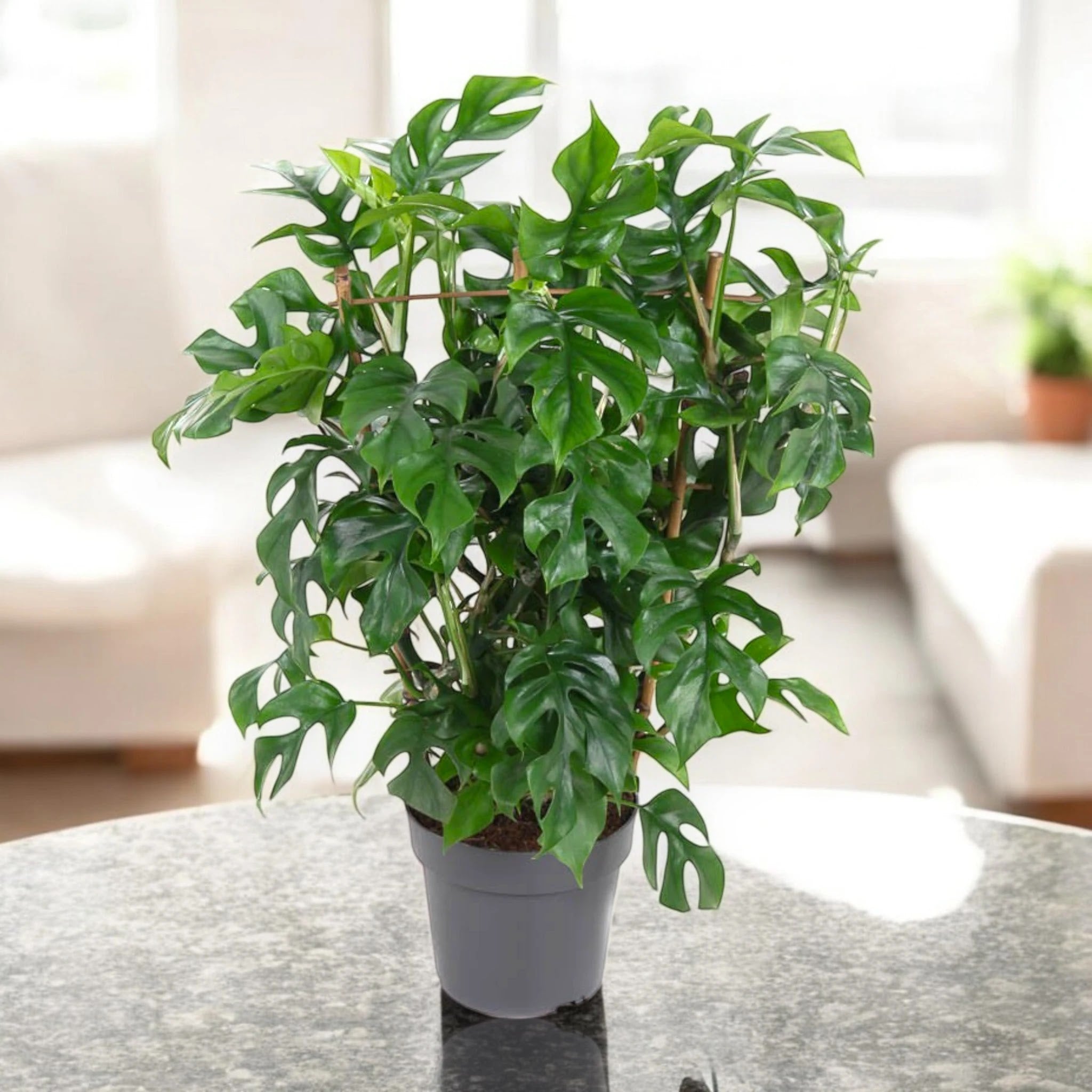 Monstera Minima - Rhaphidophora tetrasperma