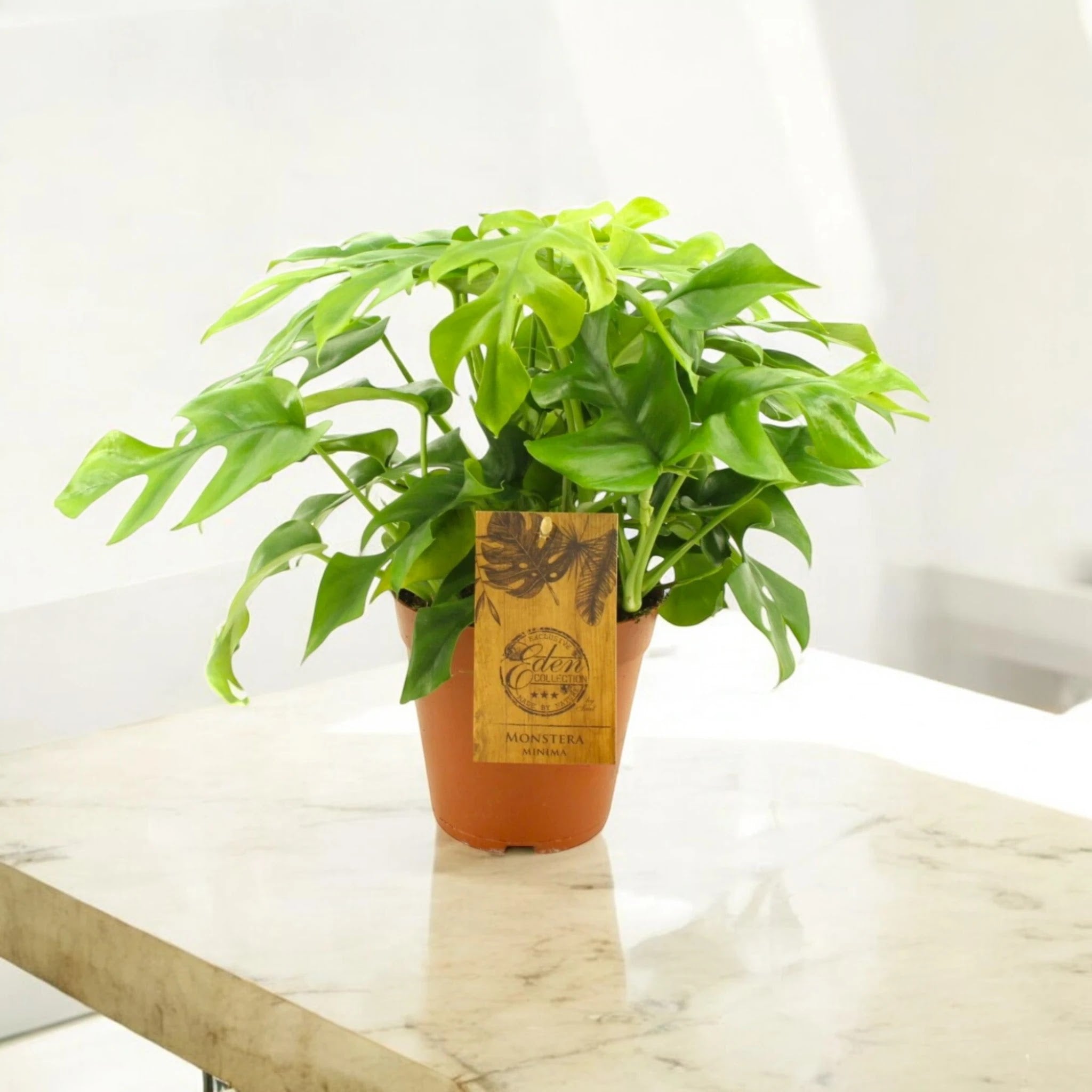 Monstera Minima - Rhaphidophora tetrasperma