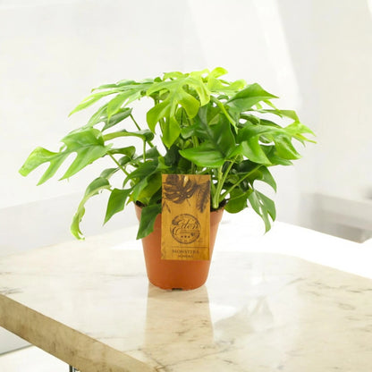 Monstera Minima - Rhaphidophora tetrasperma