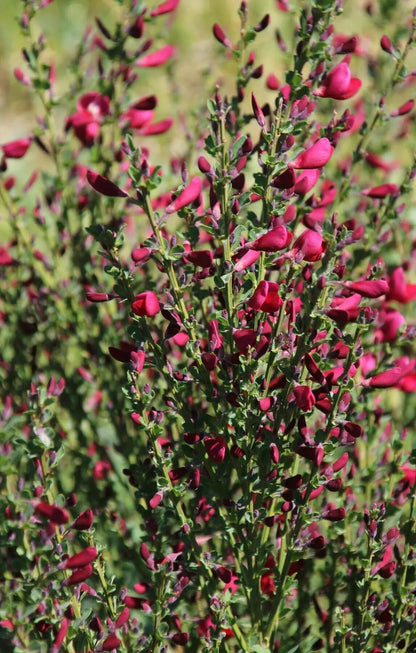 Cytisus scoparius