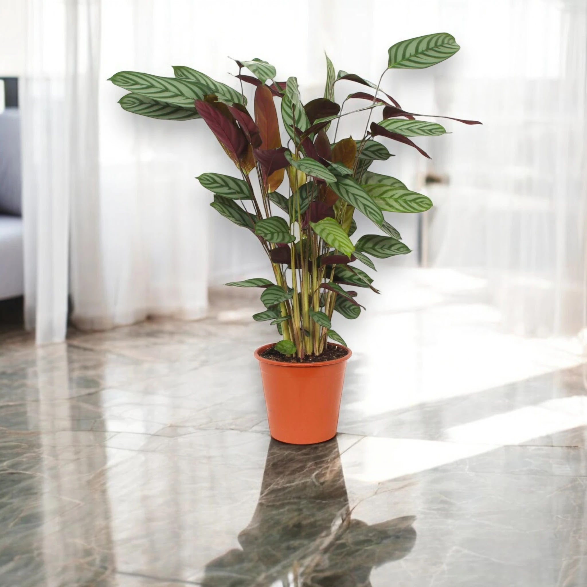 Ctenanthe setosa 'Compactstar'
