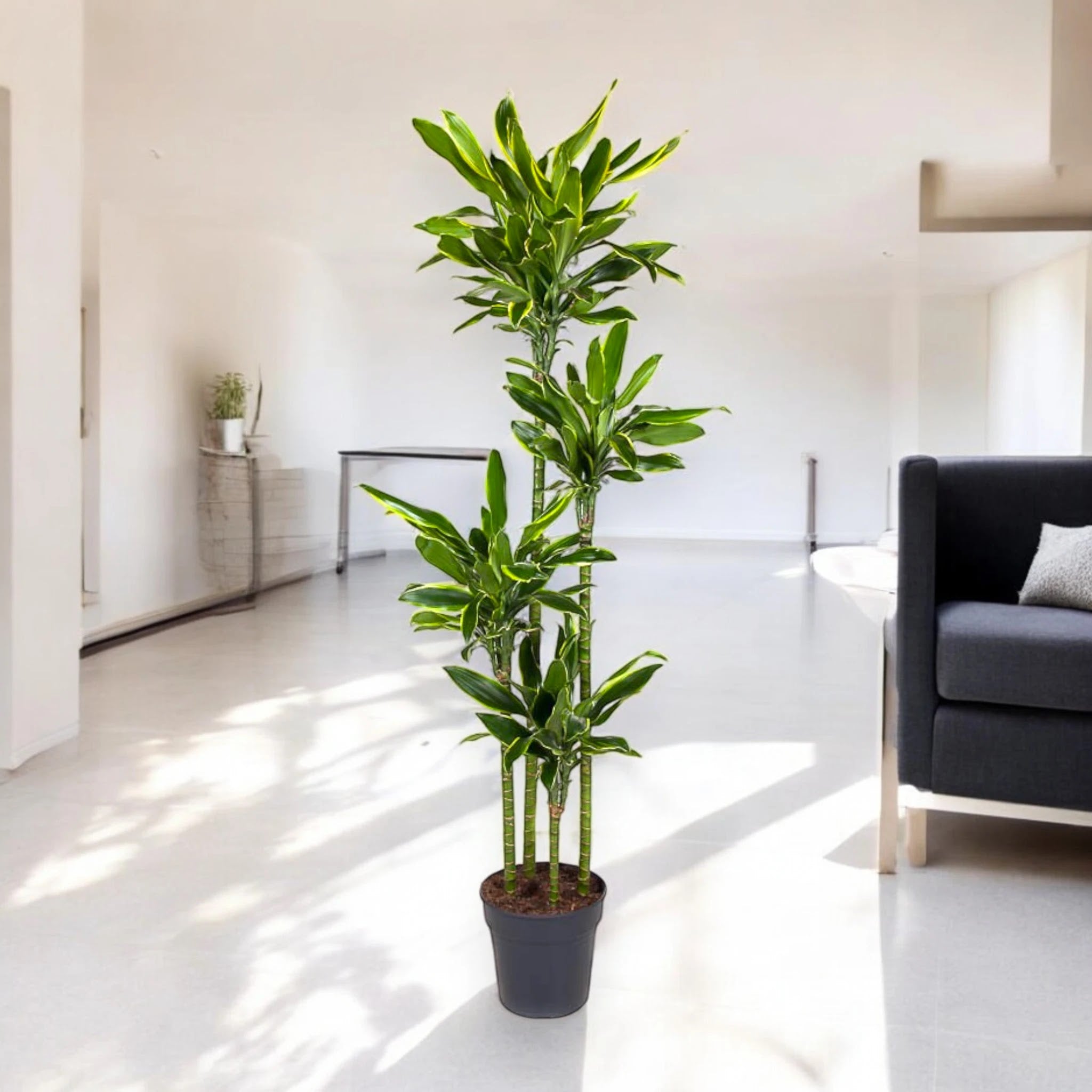 Dracaena fragrans 'Golden coast'