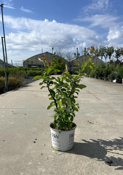 Fior di Pesco - Chaenomeles speciosa 'Mango Storm'