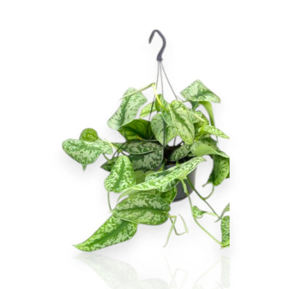 Scindapsus pictus Trebie con foglie cuoriformi argentate in vaso, pianta rampicante da interno