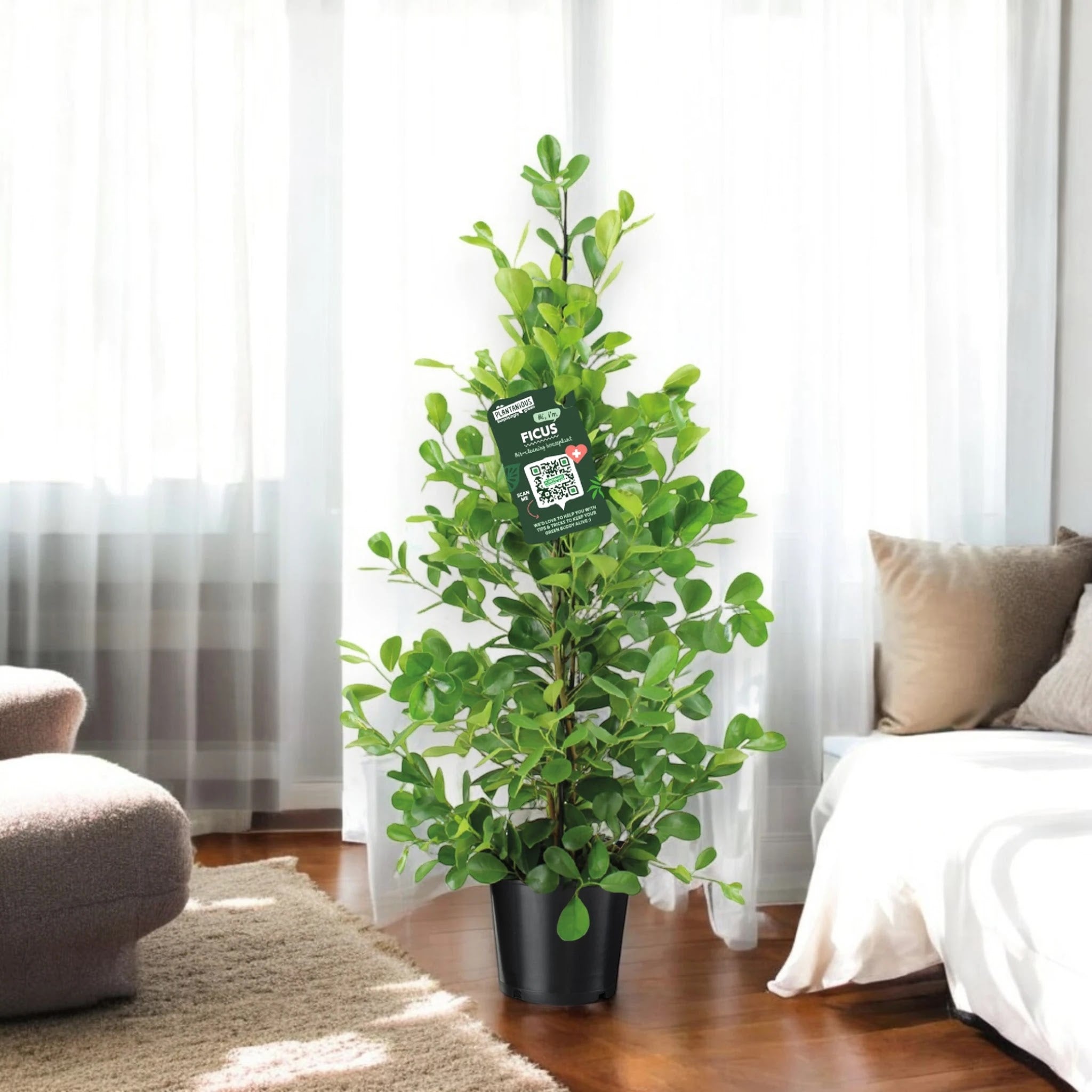 Dettaglio delle foglie piccole lucide verde intenso del Ficus microcarpa Moclame