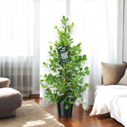 Dettaglio delle foglie piccole lucide verde intenso del Ficus microcarpa Moclame