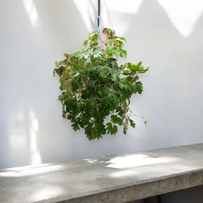 Cissus rhombifolia 'Ellen Danica'