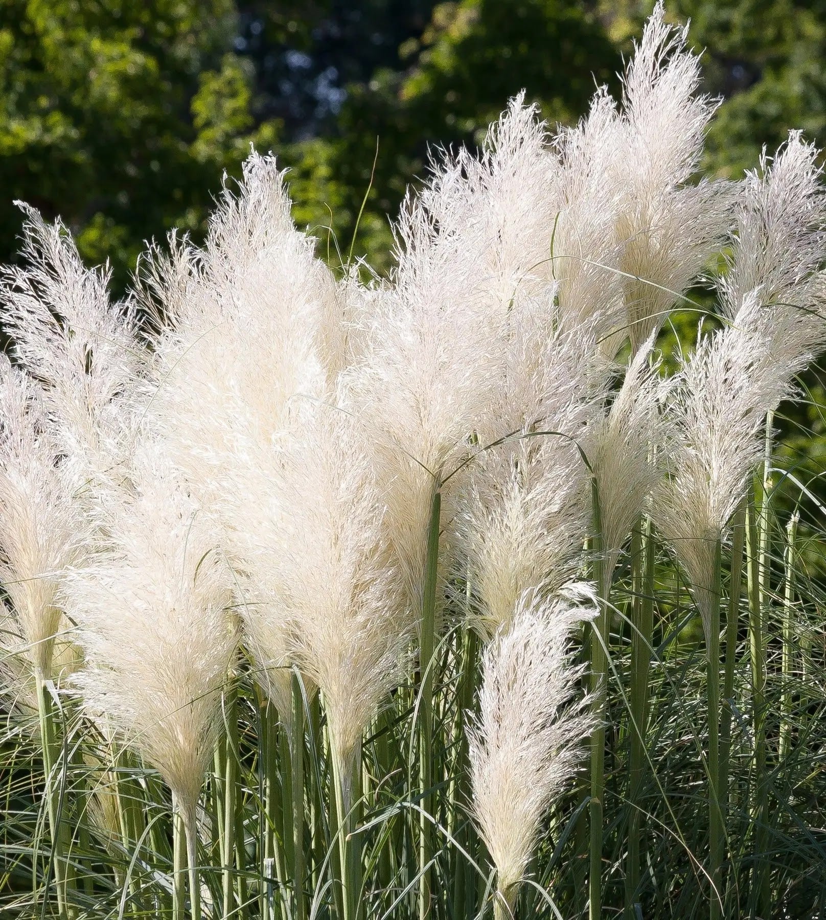 Cortaderia Pink Feather con pennacchi rosa in giardino, graminacea ornamentale alta e scenografica