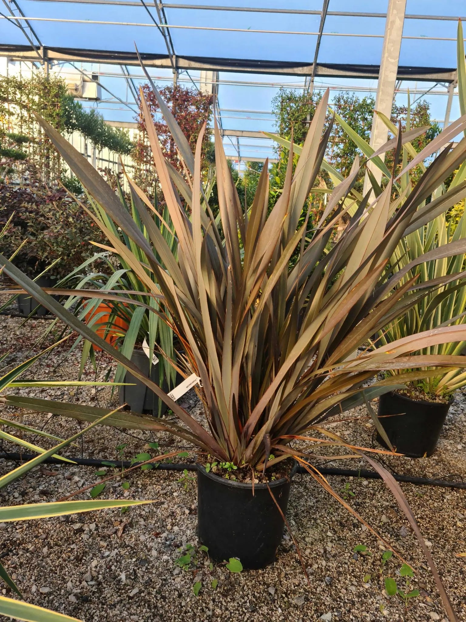 Phormium tenax