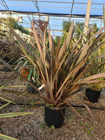 Phormium tenax