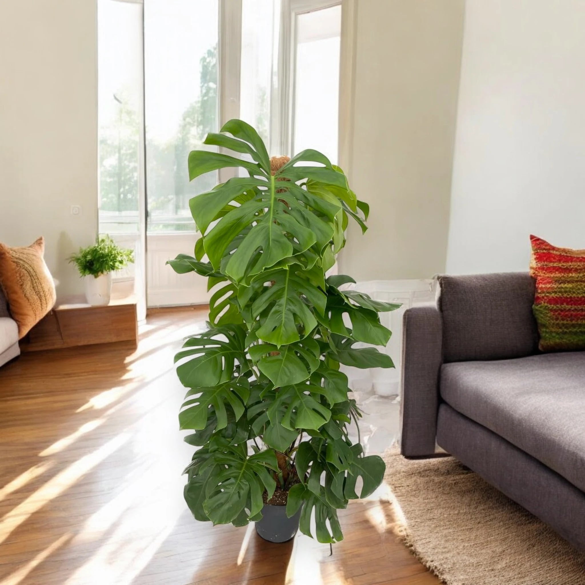 Monstera deliciosa