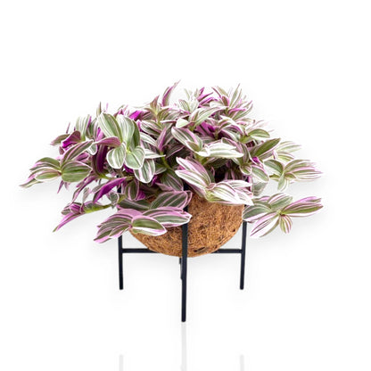 Tradescantia cerinthoides Sweetness