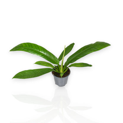 Philodendron Campii pianta rampicante con foglie variegate crema e verde in vaso decorativo per interni