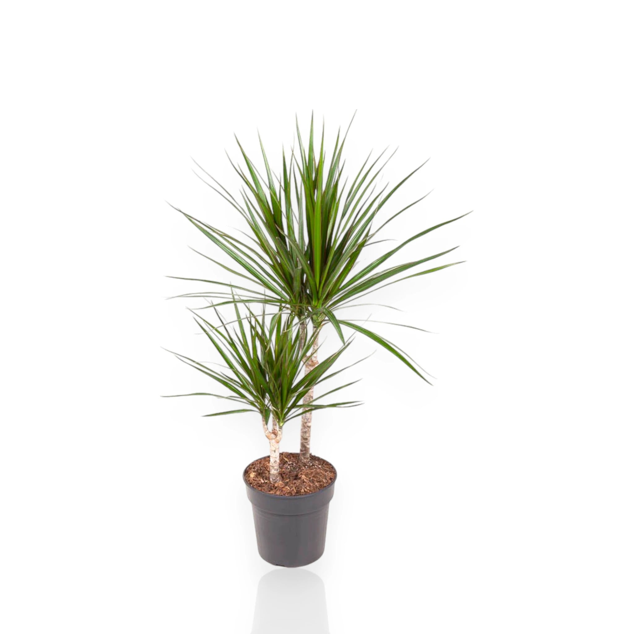 Dracaena fragrans marginata