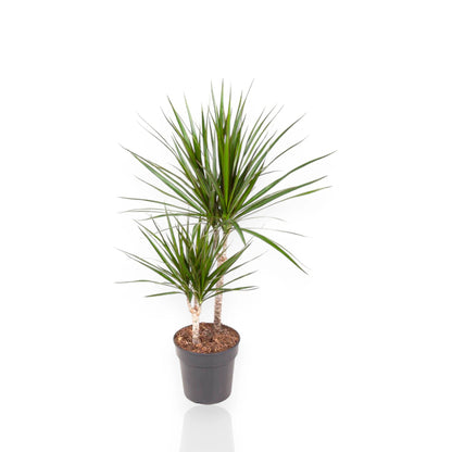 Dracaena fragrans marginata