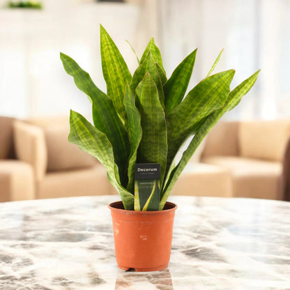 Sansevieria trifasciata aubry. 'Nite'