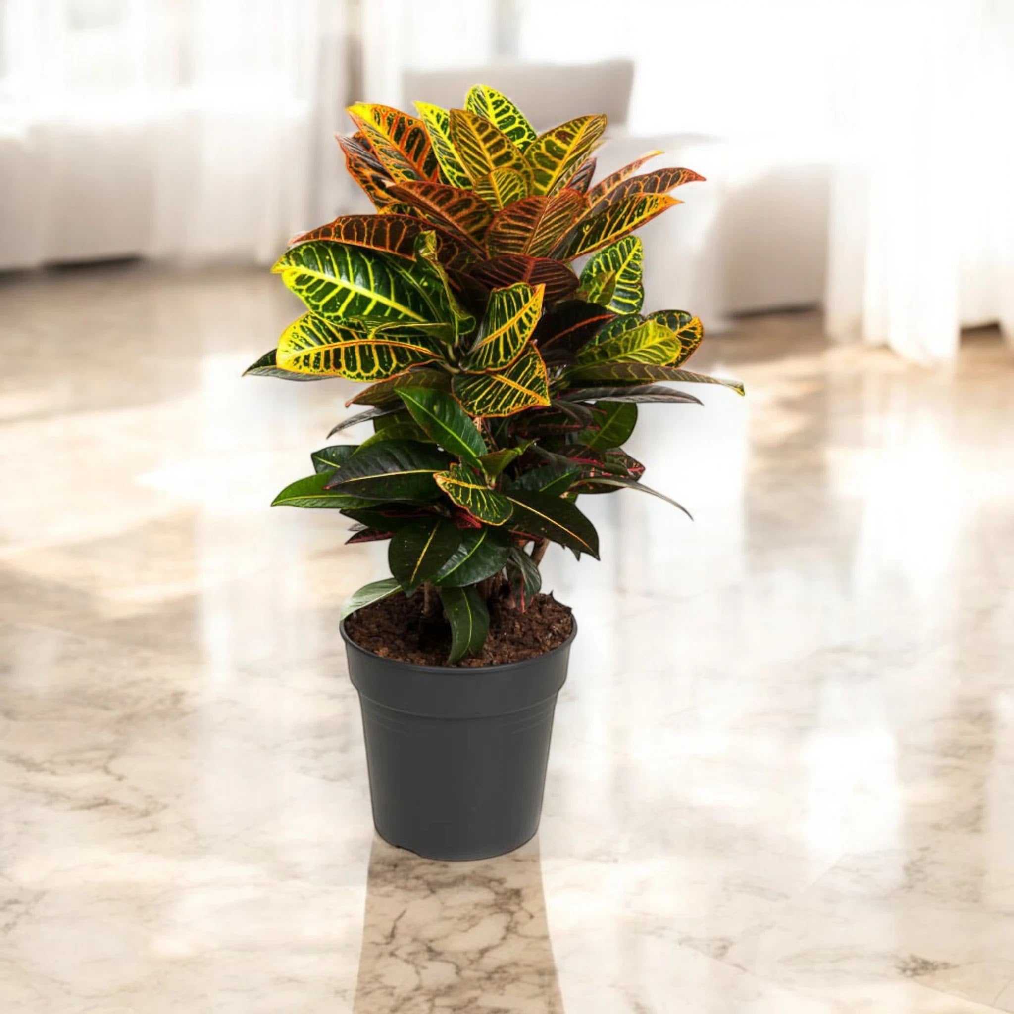 Codiaeum variegatum 'Petra'