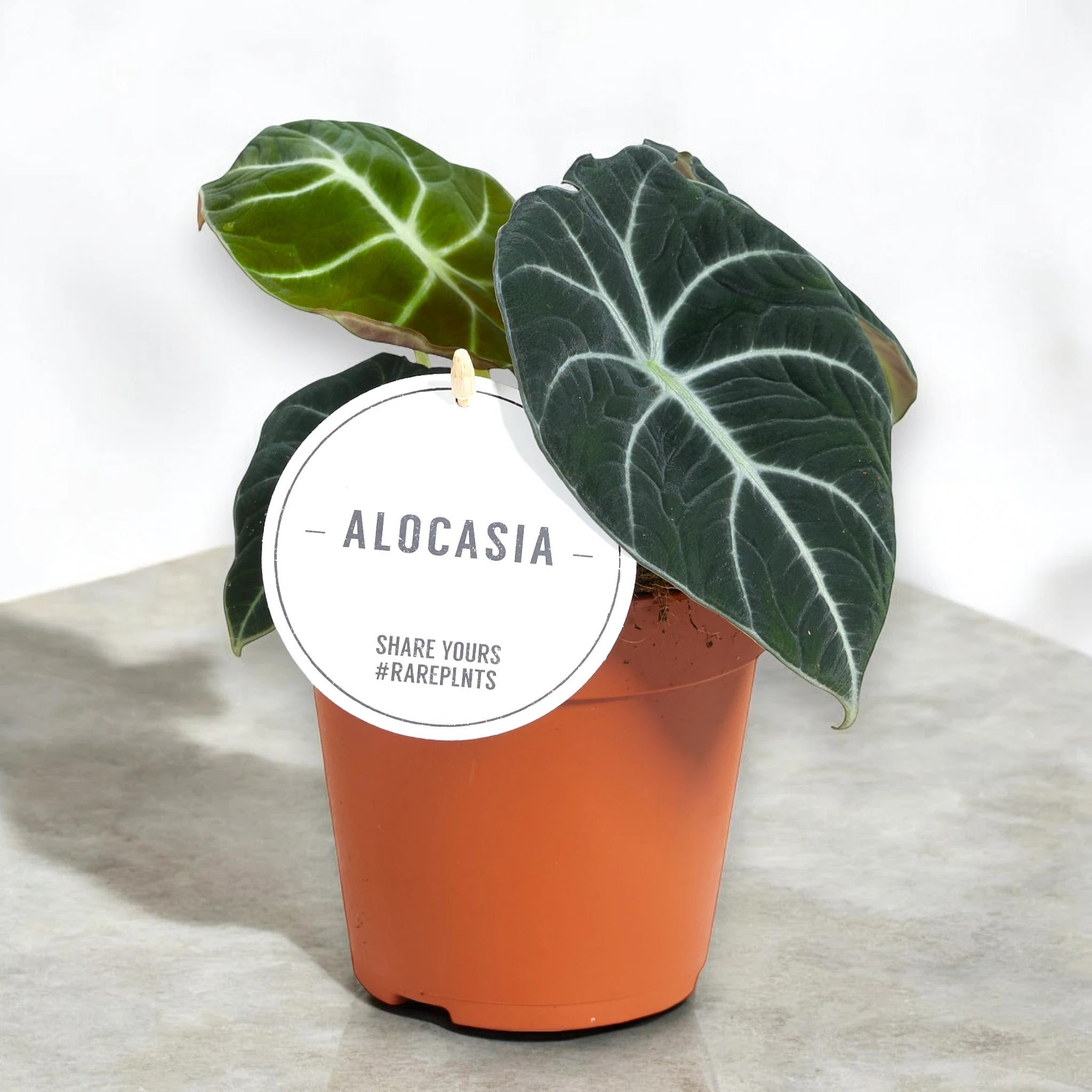 Alocasia 'Black velvet'