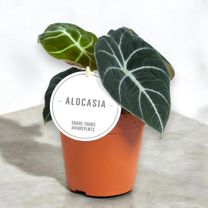 Alocasia 'Black velvet'