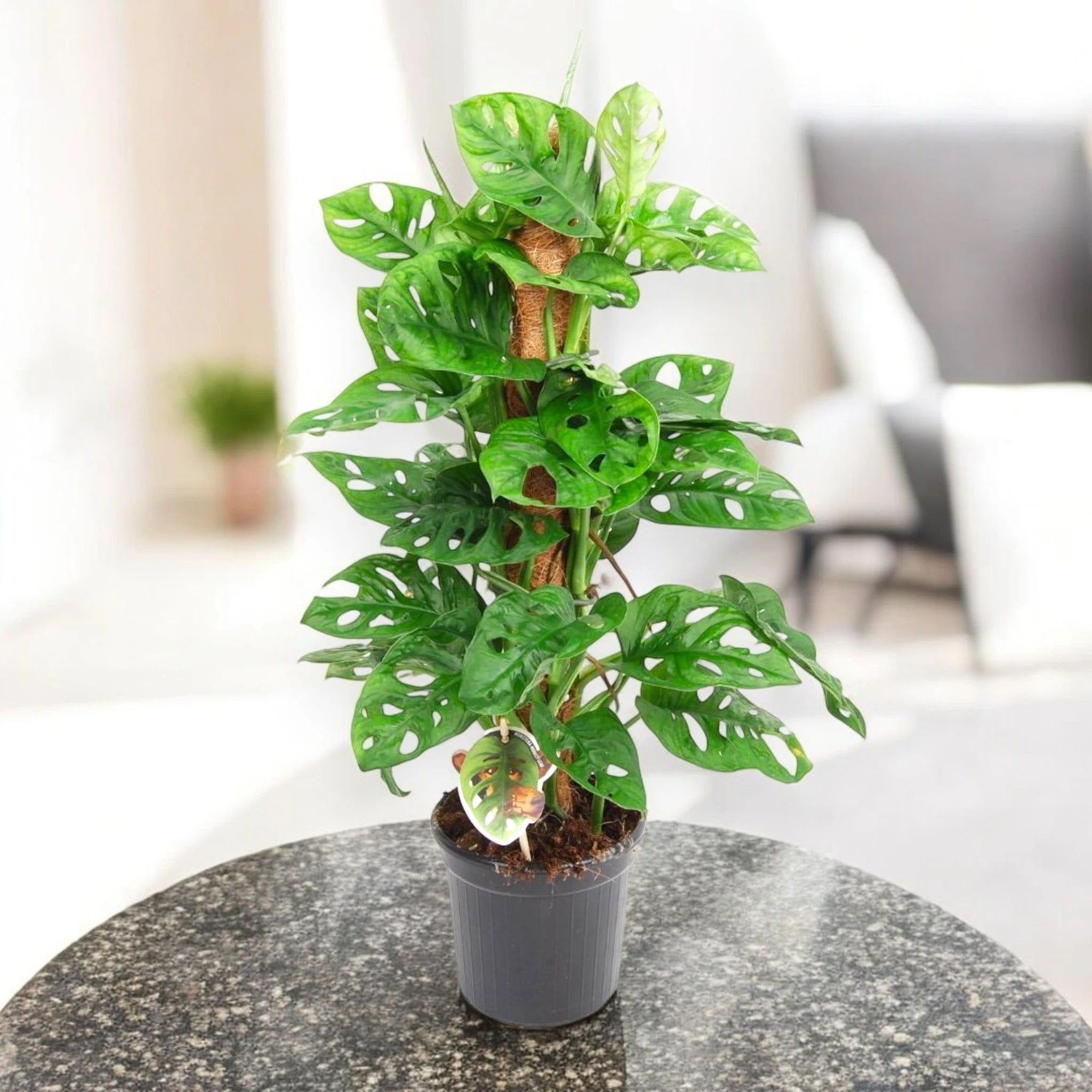 Monstera adansonii