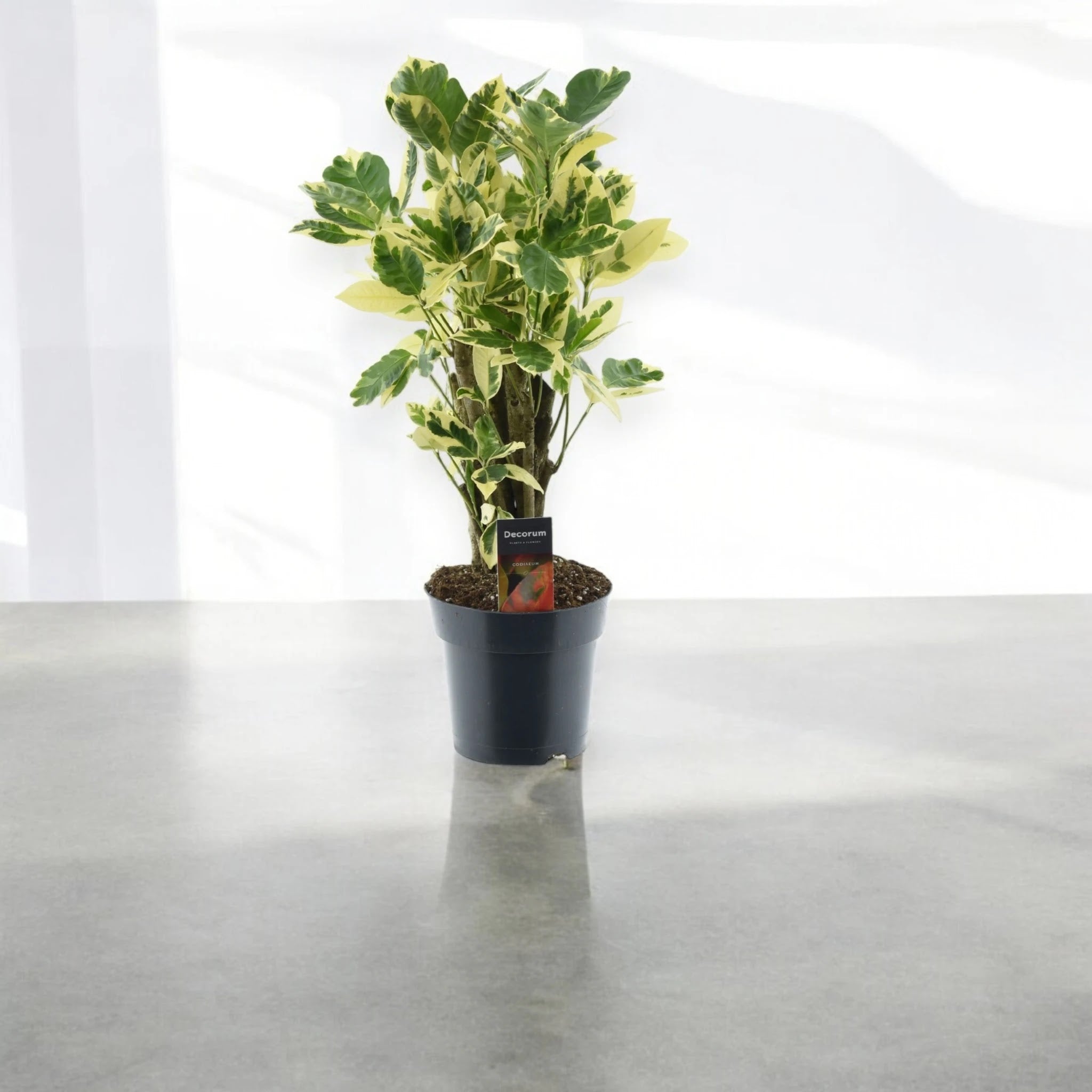 Codiaeum variegatum 'Eburneum'
