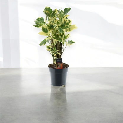 Codiaeum variegatum 'Eburneum'