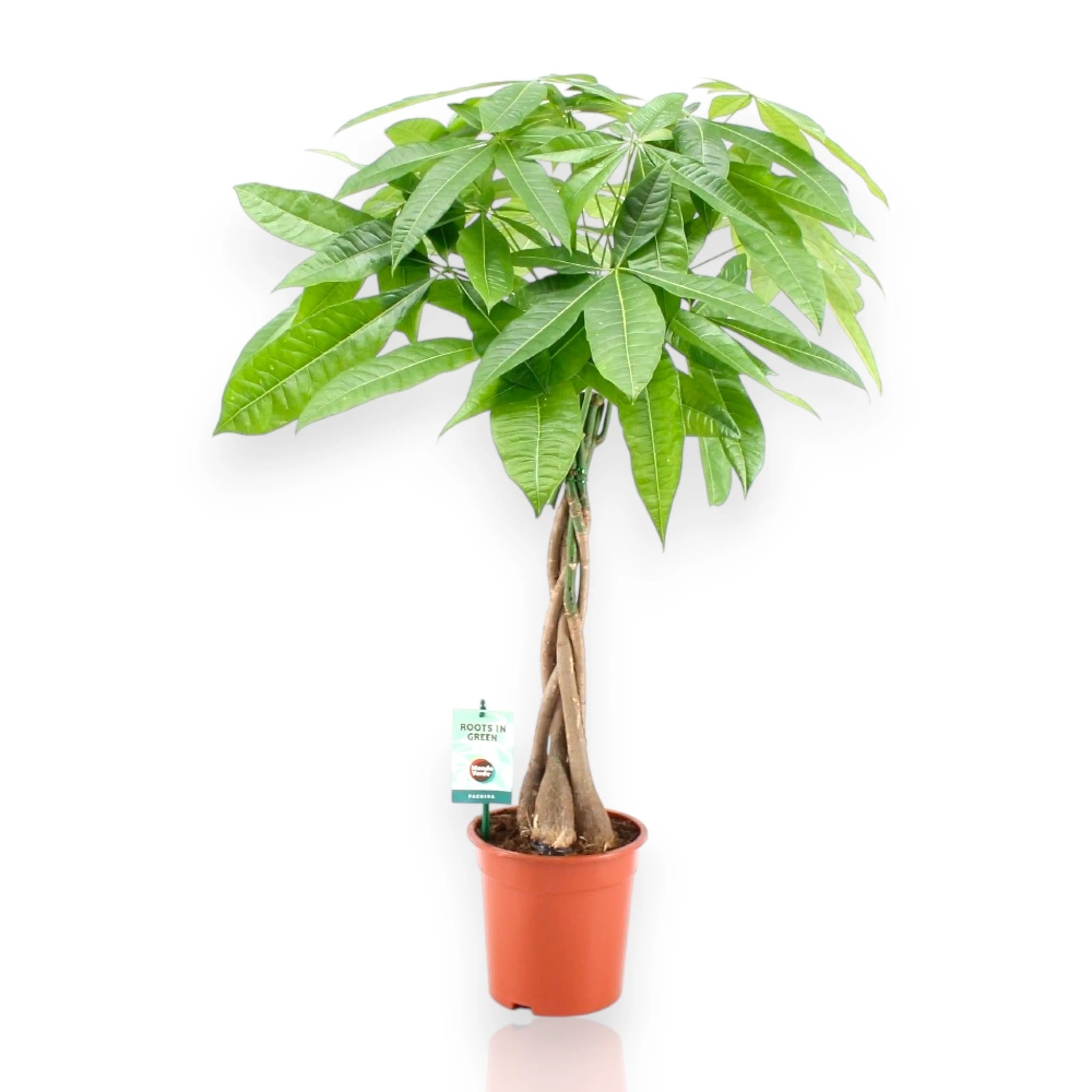 Pachira aquatica