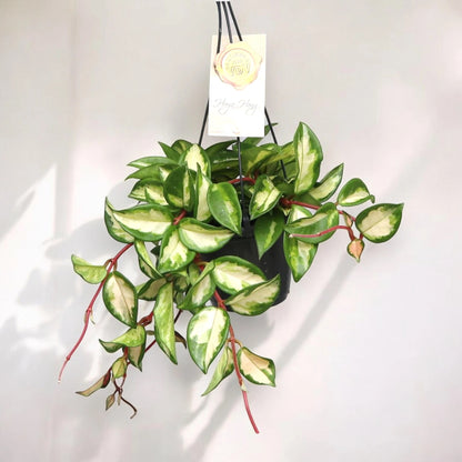 Hoya carnosa 'Tricolor'