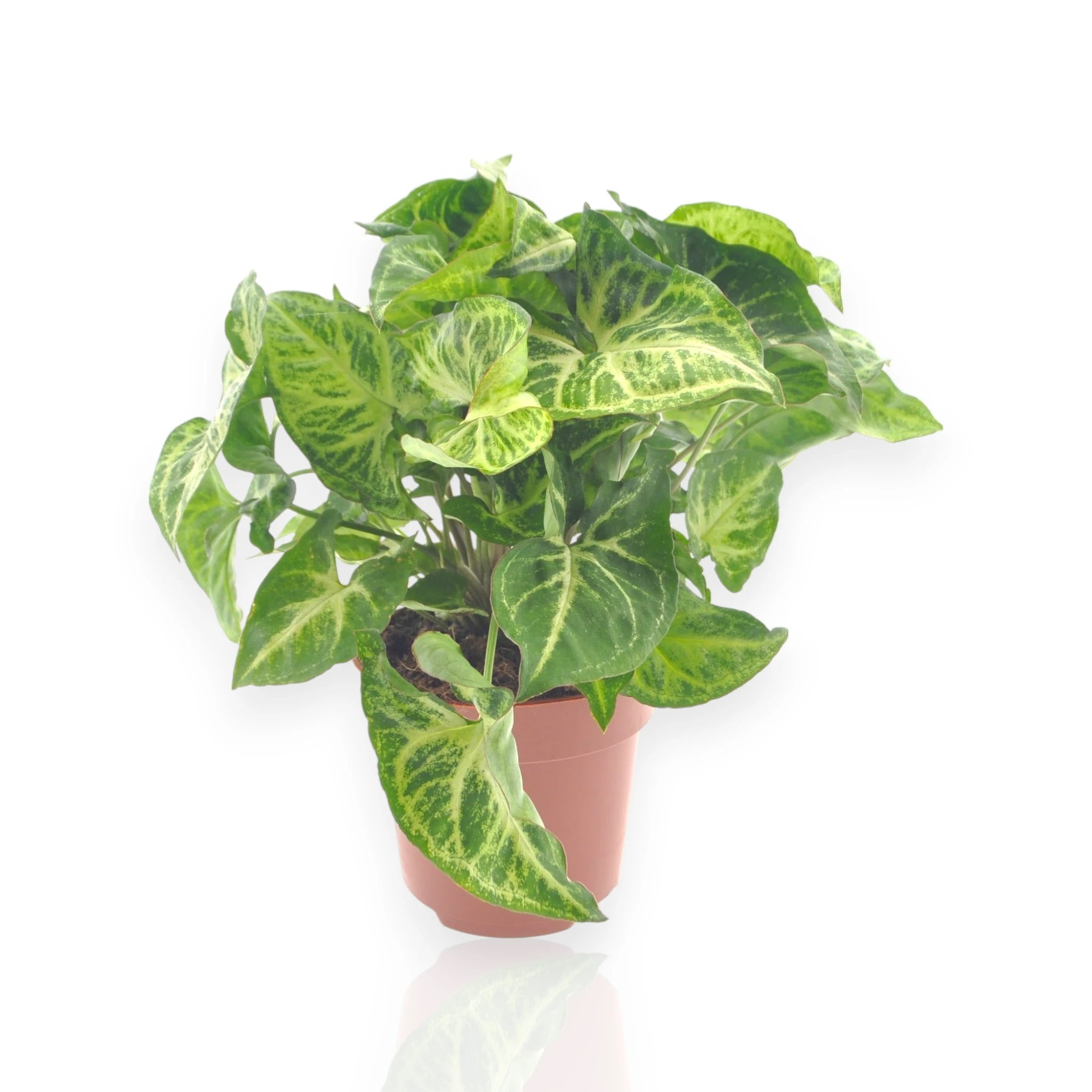 Syngonium Arrow in vaso con foglie a forma di freccia, pianta rampicante da interno