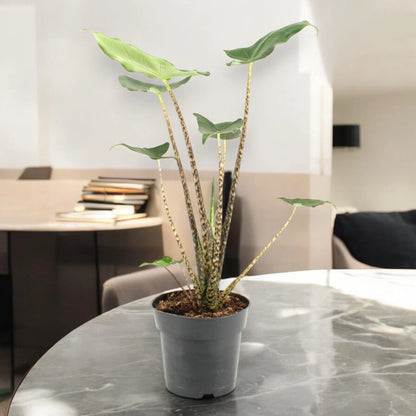 Dettaglio del fusto zebrato bianco e nero della Alocasia zebrina Siberian Tiger con pattern tigrato distintivo