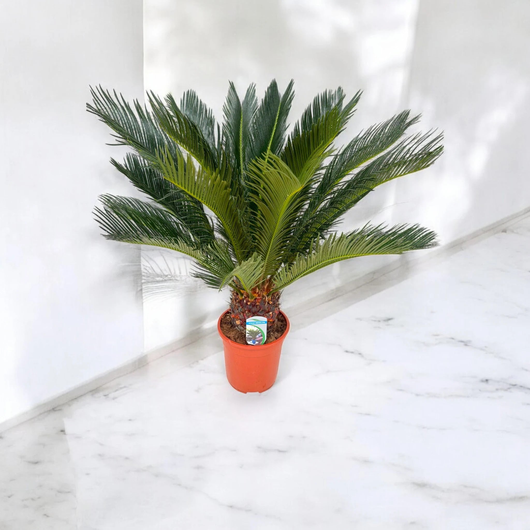 Cycas revoluta