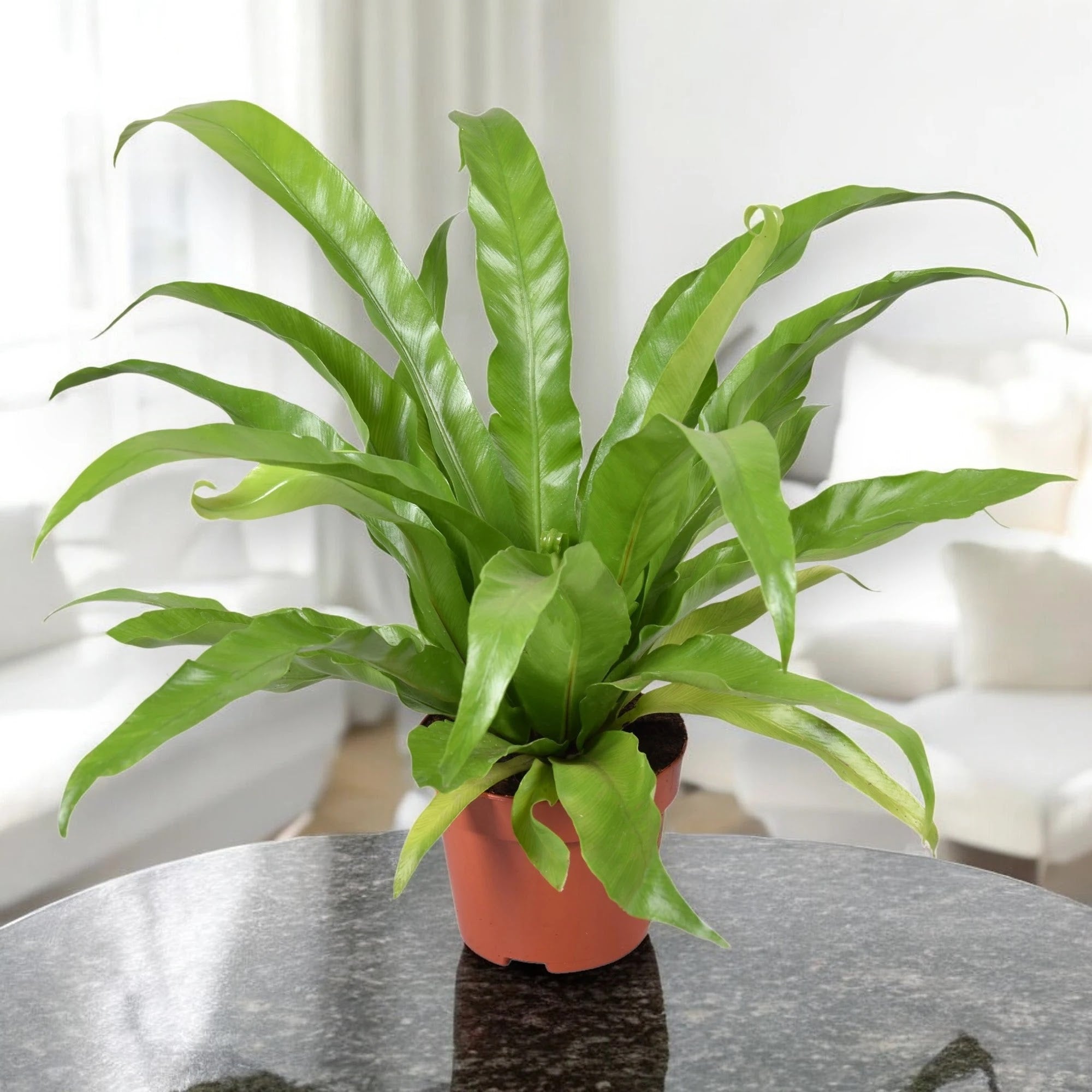 Asplenium antiquum