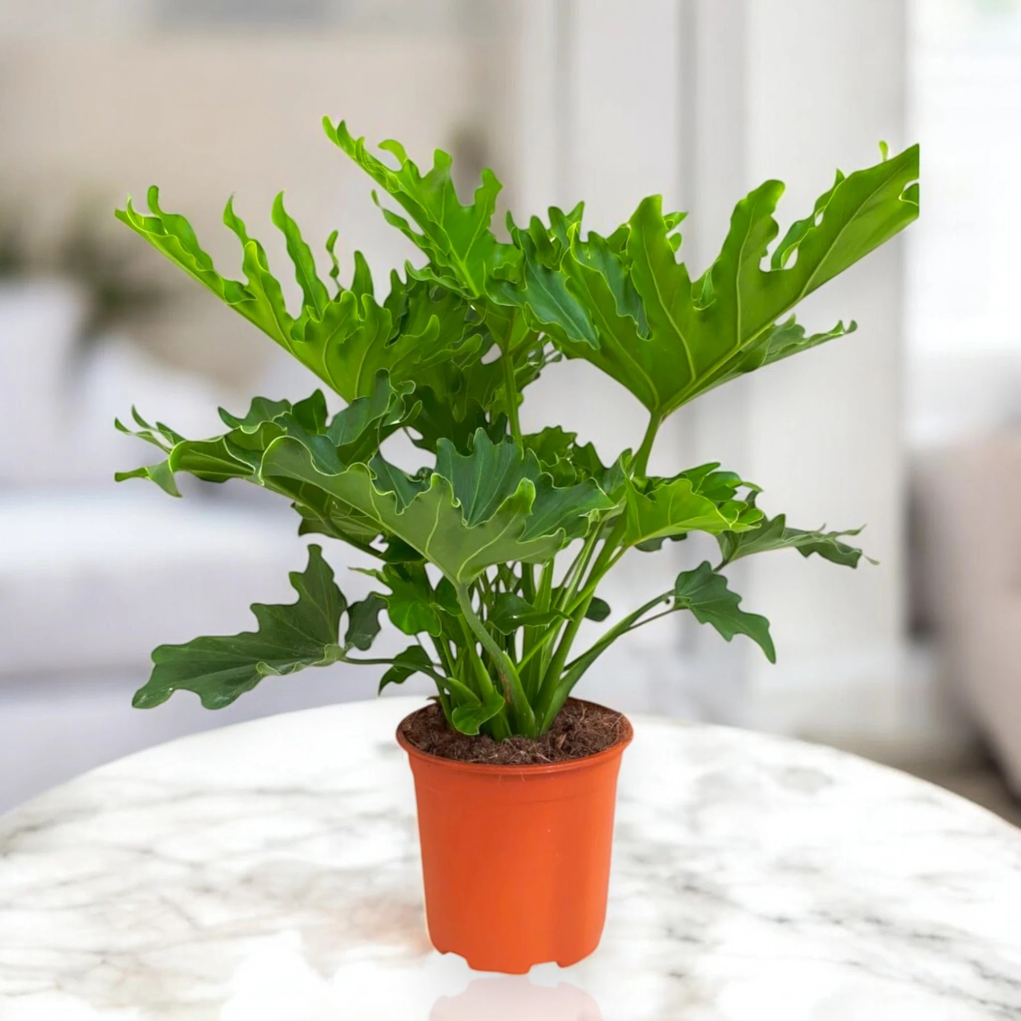Philodendron 'Little hope'