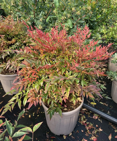 Nandina domestica 'Gulf Stream'
