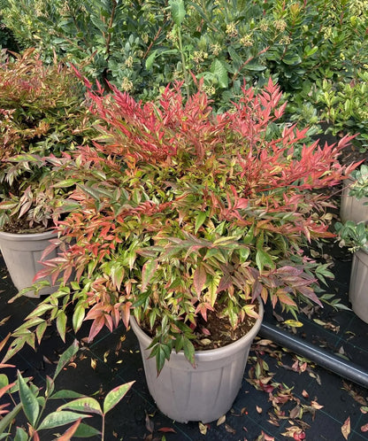 Nandina domestica 'Gulf Stream'