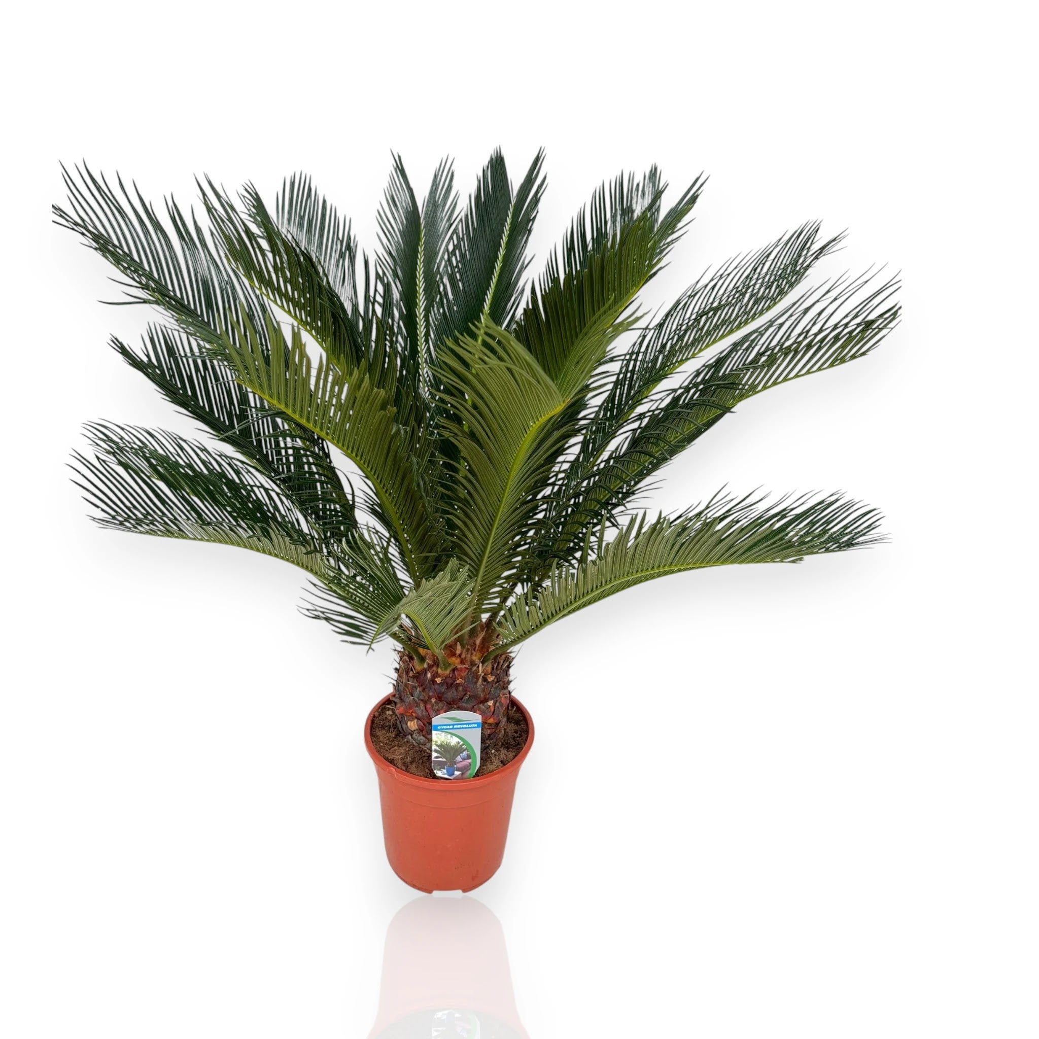 Cycas revoluta