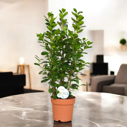 Ficus microcarpa 'Moclame'